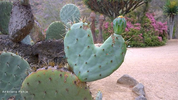 Prickly Pear Love by Andriana Pohja