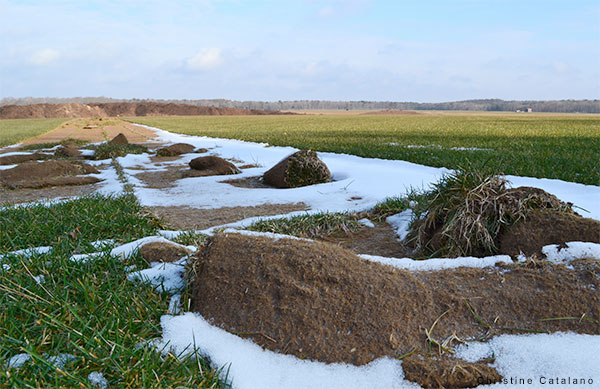 Sod Runway by Christine Catalano